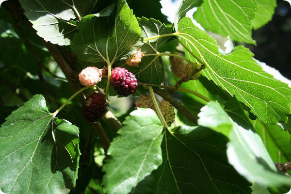 White mulberry tree