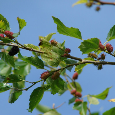White mulberry tree