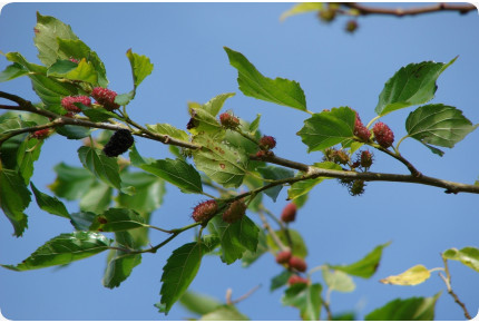 Weißer Maulbeerbaum