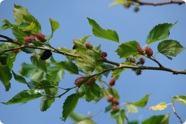 White mulberry tree