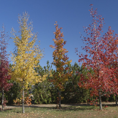Amerikanischer Amberbaum