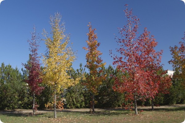 Amerikanischer Amberbaum