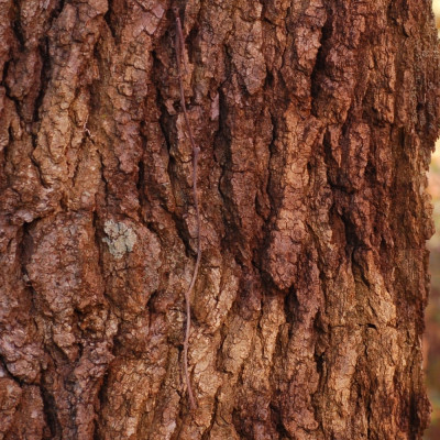 Amerikanischer Amberbaum