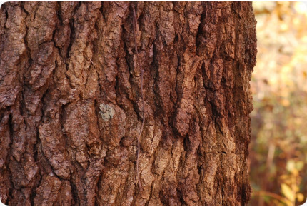 Amerikanischer Amberbaum