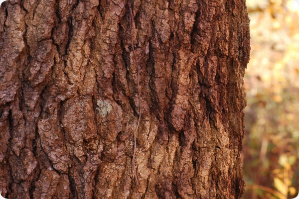 Amerikanischer Amberbaum