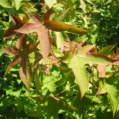 Amerikanischer Amberbaum