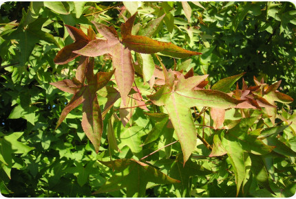 Amerikanischer Amberbaum