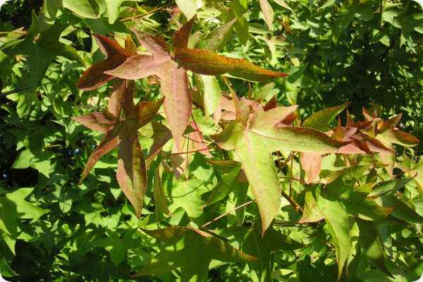 Amerikanischer Amberbaum
