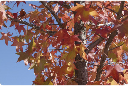 Amerikanischer Amberbaum