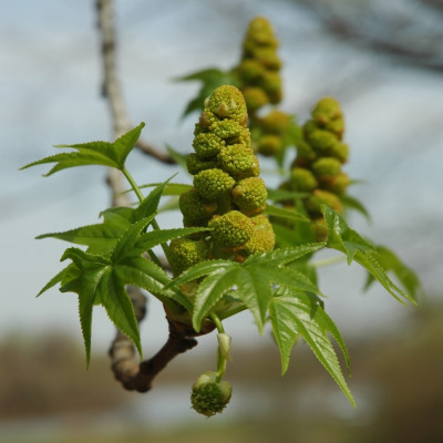 Amerikanischer Amberbaum