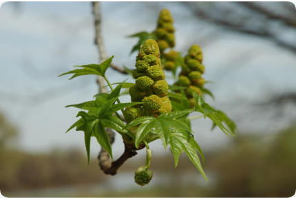Amerikanischer Amberbaum