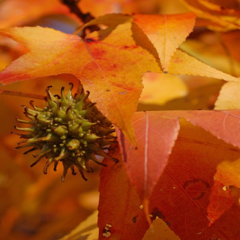 Amerikanischer Amberbaum