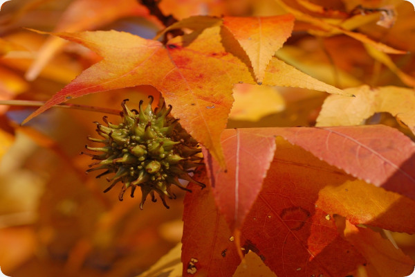 Amerikanischer Amberbaum