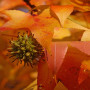 Amerikanischer Amberbaum