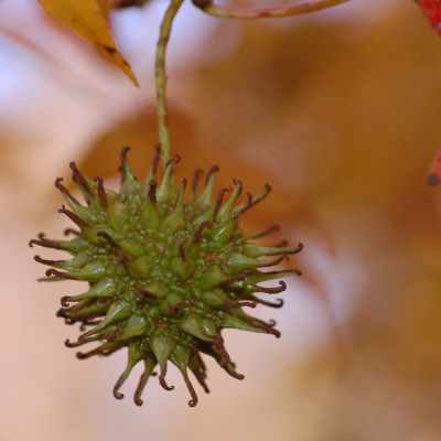 Amerikanischer Amberbaum