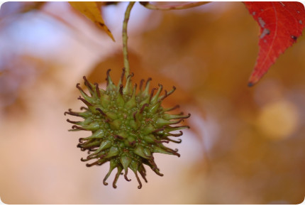 Amerikanischer Amberbaum