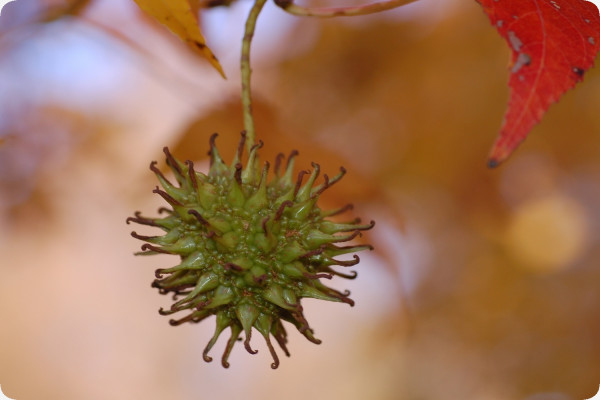 Amerikanischer Amberbaum