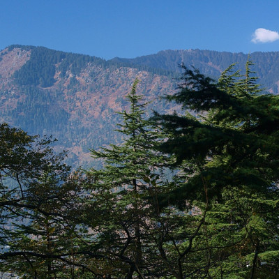 Himalaya Zeder