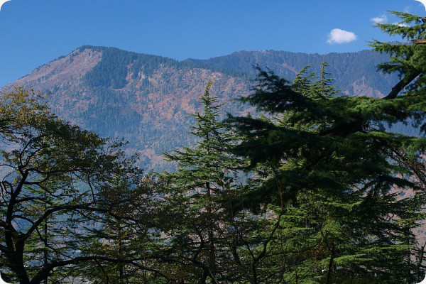 Himalaya Zeder