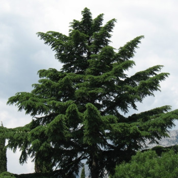 Himalaya Zeder