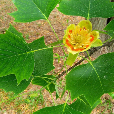 Echter Tulpenbaum