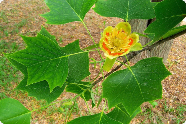 Echter Tulpenbaum