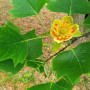 Echter Tulpenbaum