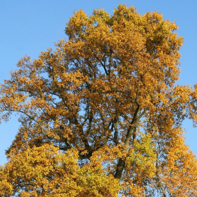 Echter Tulpenbaum