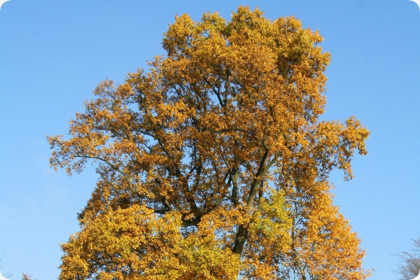 Echter Tulpenbaum