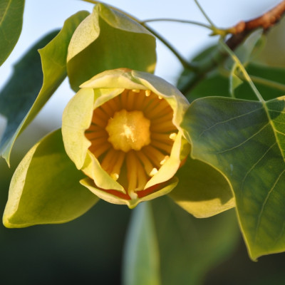 Echter Tulpenbaum
