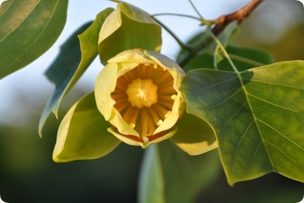 Echter Tulpenbaum
