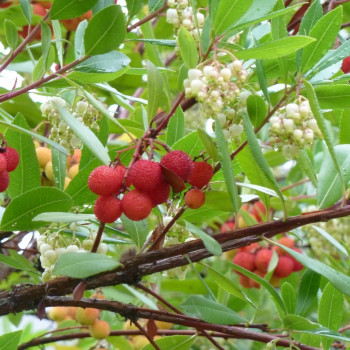 Strawberry tree