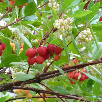 Strawberry tree
