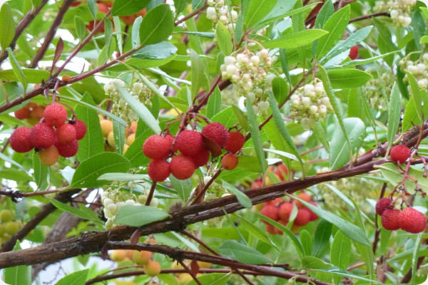 Strawberry tree