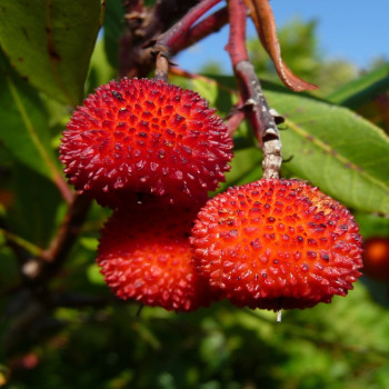 Strawberry tree