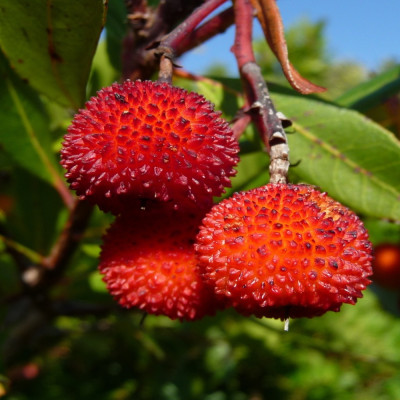 Strawberry tree
