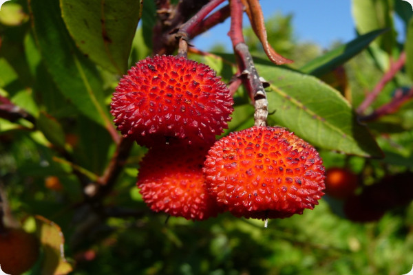 Strawberry tree