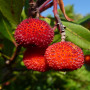 Strawberry tree
