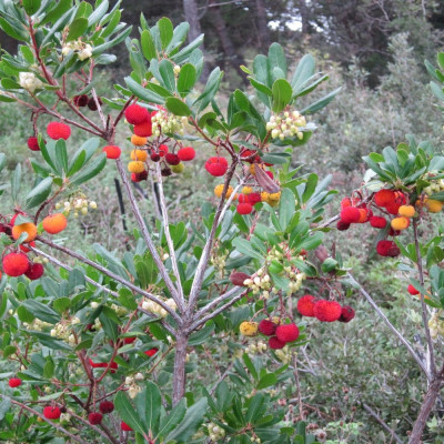 Strawberry tree