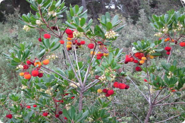 Strawberry tree