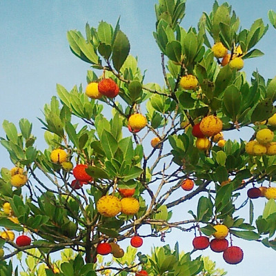 Strawberry tree
