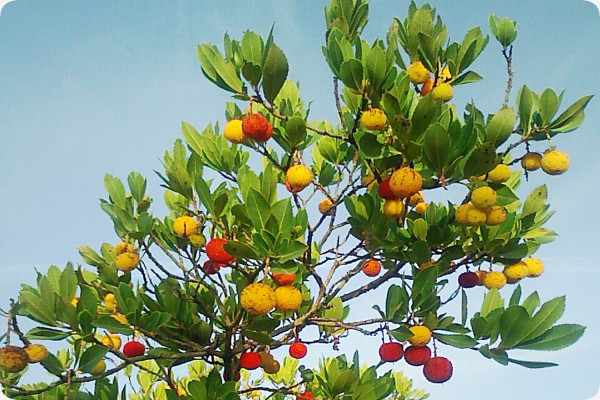 Strawberry tree