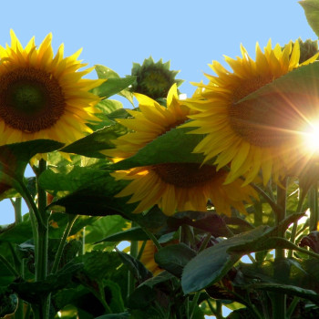 Sonnenblume Titan F1