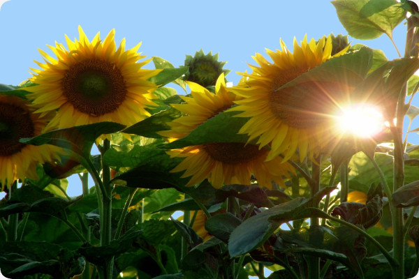 Sonnenblume Titan F1