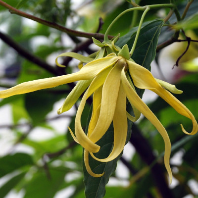 Perfume tree / Ylang Ylang