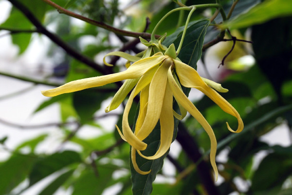 Perfume tree / Ylang Ylang