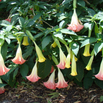 Angel's Trumpet / Pink