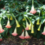 Engelstrompete / Pink