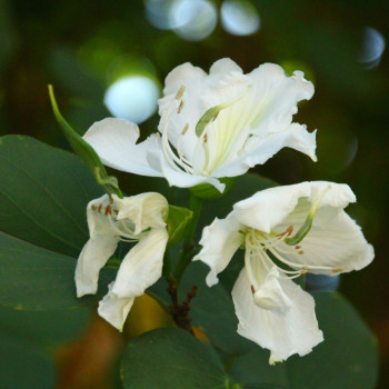 Weißer Orchideenbaum