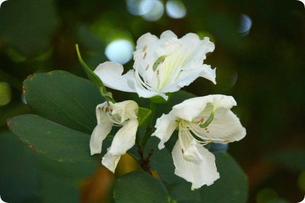 Weißer Orchideenbaum